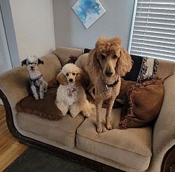 Rescues
