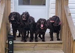 Siblings