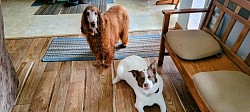 Older Pets
