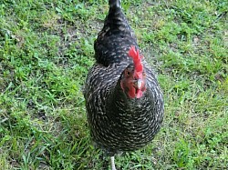Gus