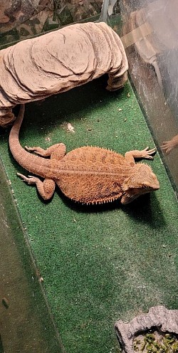 Pancake