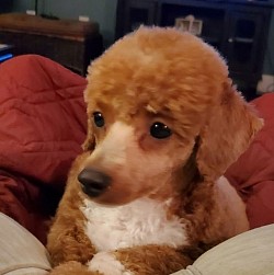 Penelope