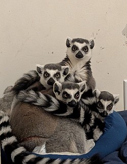 The Boys - Ryder, Echo, Indy & EZ (Brothers)