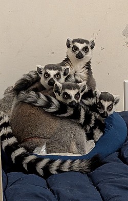 The Boys (Echo & his Brothers)